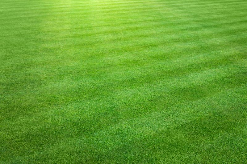 Healthy Lawn
