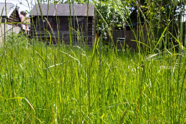 Cost of Overgrown Lawn Trimming in Decatur