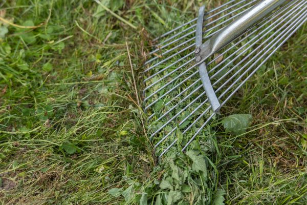 Thatch Raking in Decatur